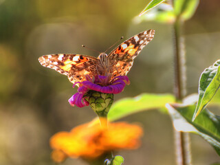Backlit Painted Lady butterfly feeding on nectar from flower.