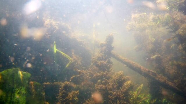 shallow river bottom with very fast flow, dirty water after rainfall, torn colony of common freshwater sponge, rich flora of yellow water-lily and hornwort aquatic plants, ecology threat disaster