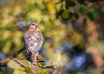 Shikra looking side way for prey