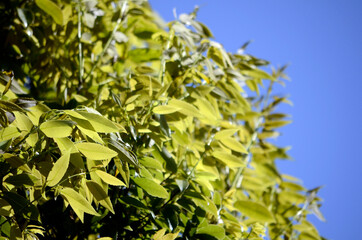青空と若葉