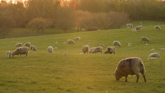 4K video clip sheep and baby lambs grazing in a field on a farm at sunset or sunrise