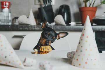 Cut dog miniature pinscher sitting by the table and eating homemade cake. Concept of celebrating pet’s birthday party