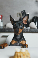 Cut dog miniature pinscher sitting by the table and eating homemade cake. Concept of celebrating...