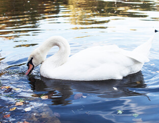 Naklejka premium white swan in water close up, wilde animals life