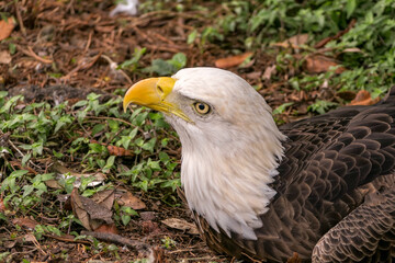 american bald eagle