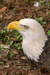 american bald eagle