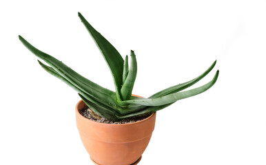 The concept of a plant background. Succulent agave in a clay pot.