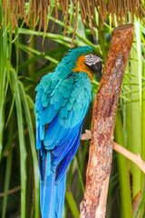 blue and gold macaw
