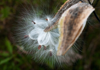 Milk Weed Pod with Seed released