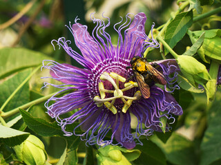 Carpenter Bee works hard to pollinate a Purple Passionflower.