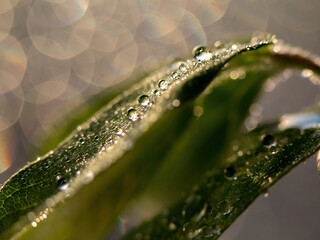 Abstract natural background of golden, brown warm color. Drops of water on a leaf