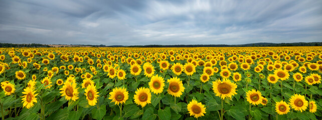 Beautiful summer day over sunflower field - long exposure photo