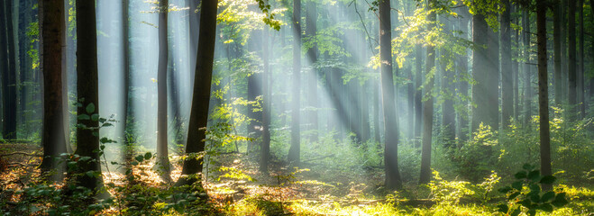 Beautiful sunny morning in magic forest © Piotr Krzeslak