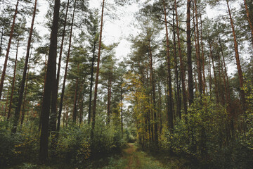 Obraz premium trees in the forest, trees in the wood, morning light in the forest