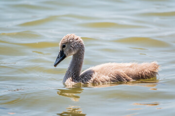 Beautiful baby cygnet mute swan fluffy grey and white chicks. Springtime new born wild swans birds in pond. Young swans swmming in a lake.