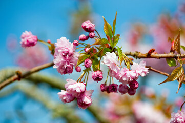 Pink blossoming twig of cherry tree