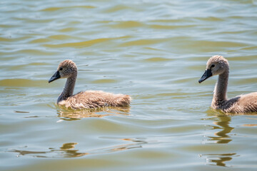 Beautiful baby cygnet mute swan fluffy grey and white chicks. Springtime new born wild swans birds in pond. Young swans swmming in a lake.