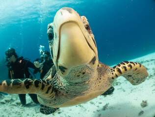 selfie of a sea turtle with divers in the background