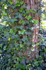 English Ivy Growing Wild Around a Tree