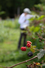 gathering Wild Blackberries