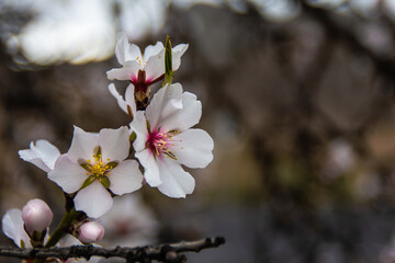 Almond Trees Blossom In Early Spring. 