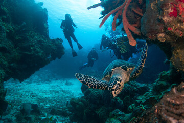 turtle swimming between corals in cozumel with unrecognizable divers in the background