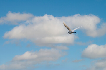 Fototapeta na wymiar The flight of the little egret or Small White Heron.