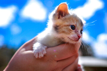 Macro Kitten in the sun on a summer day
