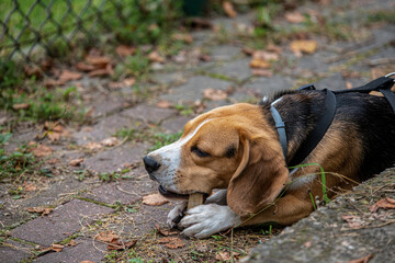 beagle gryzący kość czyszczącą zęby - obrazy, fototapety, plakaty