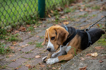 Młody Beagle obgryzający smakołyk