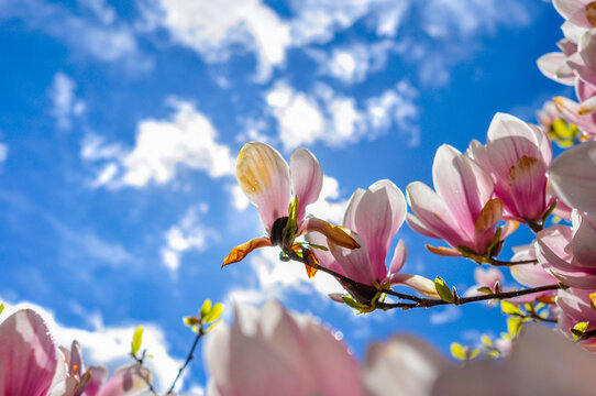 Magnolia Blooms in the sun