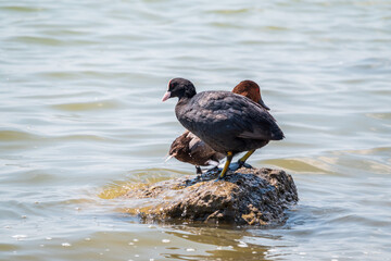Water bird Eurasian coot, Fulica atra, standing in shallow water