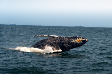 Humpback Whale Breaching in the Atlantic