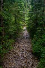 Fototapeta Kamienista ścieżka w lesie która podczas opad∑ zmienia się w rwący dziki potok obraz