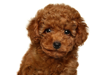 Close-up portrait of a red Toy Poodle puppy