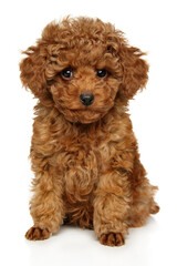 Toy Poodle puppy on a white background