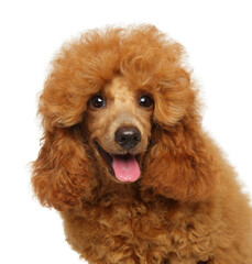 Close-up portrait of a young poodle