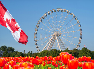 Montreal Oberservation Wheel in Old Montreal during spring with tulip flowers