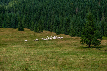 Stado owiec pasących się na łące na skraju lasu - obrazy, fototapety, plakaty