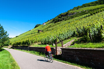 Vignoble de la commune du Vieux-Thann , Alsace (Fr)