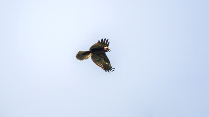 The bird of prey Black Kite flying in blue Sky