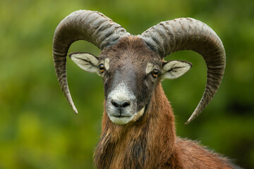 Fototapeta premium European mouflon (Ovis aries musimon), with a beautiful green coloured background. An amazing mammal with brown hair near the forest. Autumn wildlife scene from nature, Czech Republic