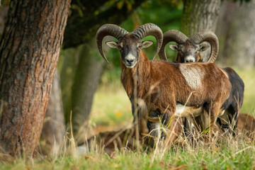 European mouflon (Ovis aries musimon), with a beautiful green coloured background. An amazing...