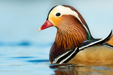 Mandarin duck (Aix galericulata), with the beautiful white coloured water surface. Beautiful duck with colourful feathers from the river in the morning mist. Wildlife scene from nature, Czech Republic