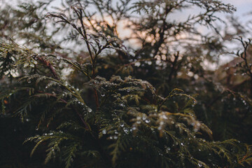 raindrops on a tree, rainy day