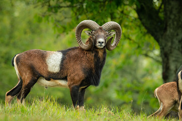 European mouflon (Ovis aries musimon), with a beautiful green coloured background. An amazing mammal with brown hair near the forest. Autumn wildlife scene from nature, Czech Republic