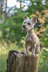 Beautiful thoroughbred Yorkshire terrier on a walk in the forest, sitting on a tree stump.