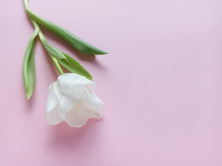 A white tulip on a pink background. Gentle greeting card