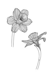 Daffodil flower on white background vector
