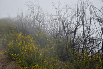 Sträucher im Nebel